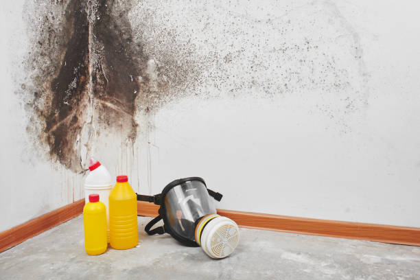 Best Residential Mold Remediation in Port St John, FL