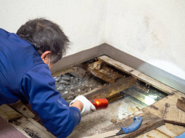 Best Industrial Mold Remediation in Port St John, FL