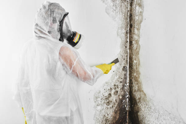 Best Preventive Mold Services in Port St John, FL