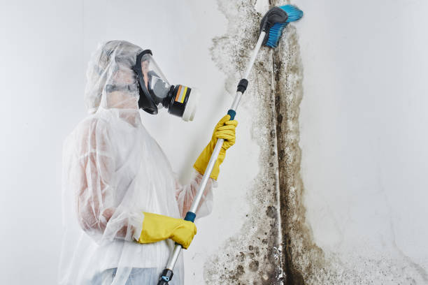 Best Preventive Mold Services in Port St John, FL