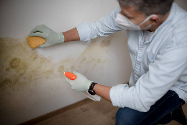 Best HVAC Mold Remediation in Port St John, FL