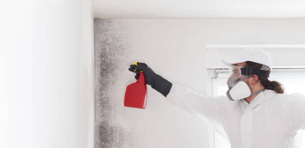 Best Post-Flood Mold Remediation in Port St John, FL