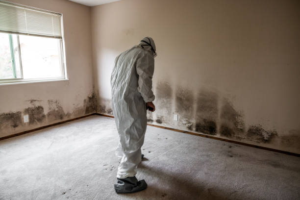 Best Kitchen Mold Remediation in Port St John, FL