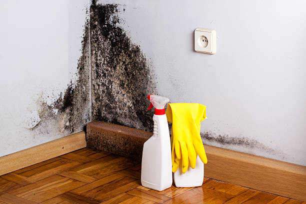Best Residential Mold Remediation in Port St John, FL
