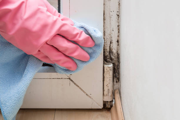 Best Basement Mold Remediation in Port St John, FL